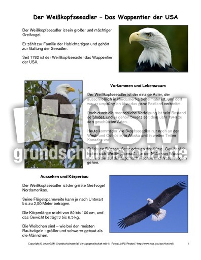 Weißkopfseeadler-Steckbrief.pdf